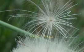  Pappus